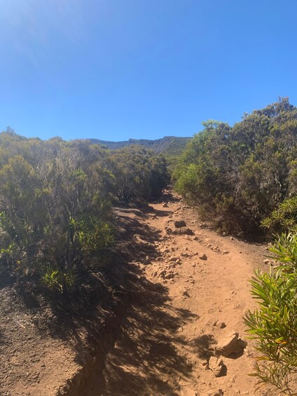 Picture 1 for Activity Réunion Island: Guided Grand Bénare Hike via Maïdo 5