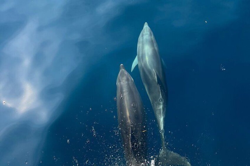 Golfo Aranci private sunset sailboat dolphins and aperitif 5