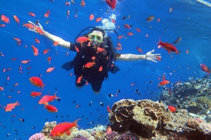PADI Open Water Diving Course with Transfers : Sharm El Sheikh 2