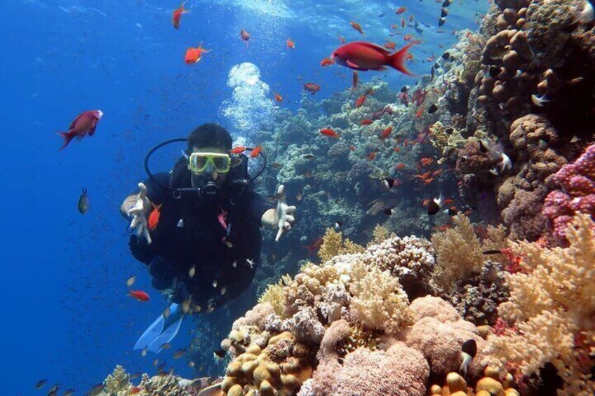 PADI Open Water Diving Course with Transfers : Sharm El Sheikh 4