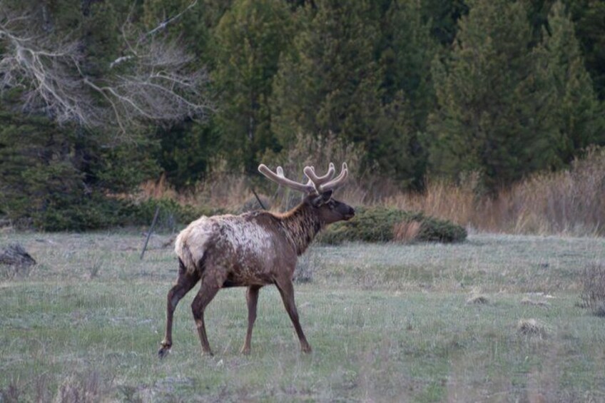 A large elk with antlers walking in a grassy field with trees in the background. 2