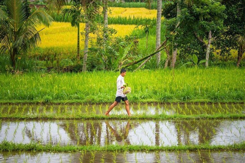 3 Day Kaura Bali Escape with Cultural Experiences 3