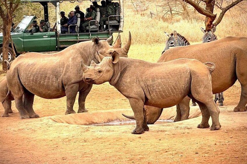 A safari vehicle with passengers, two rhinoceroses, and a zebra in a dry, open landscape. 5