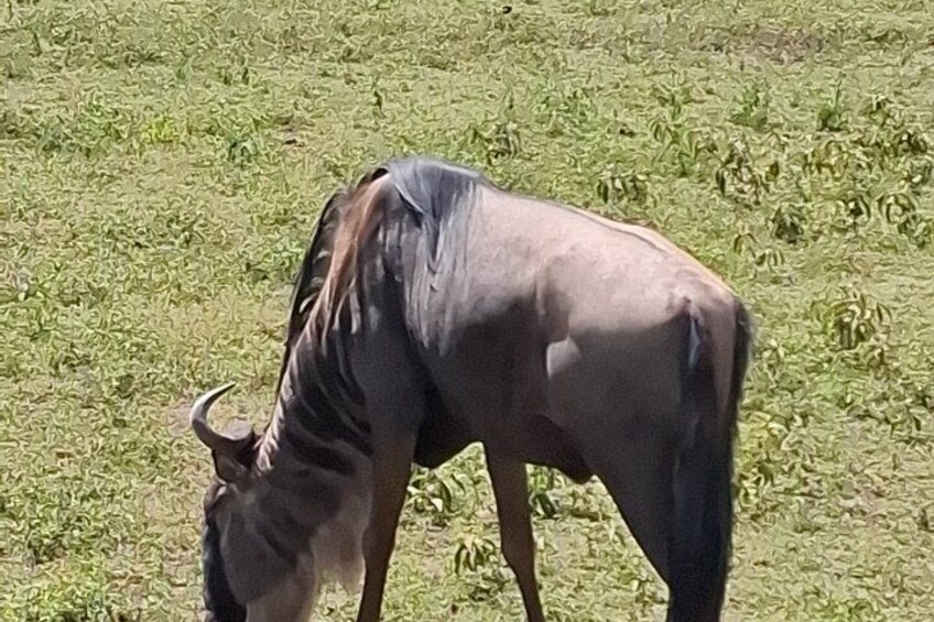 A wildebeest grazing in a grassy field. 4