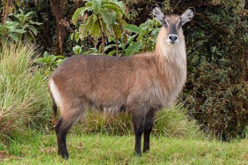A deer standing in a grassy field with dense foliage in the background. 4