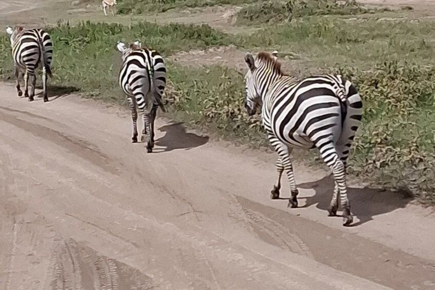 Zebras walking on a dirt road in a grassy area. 3