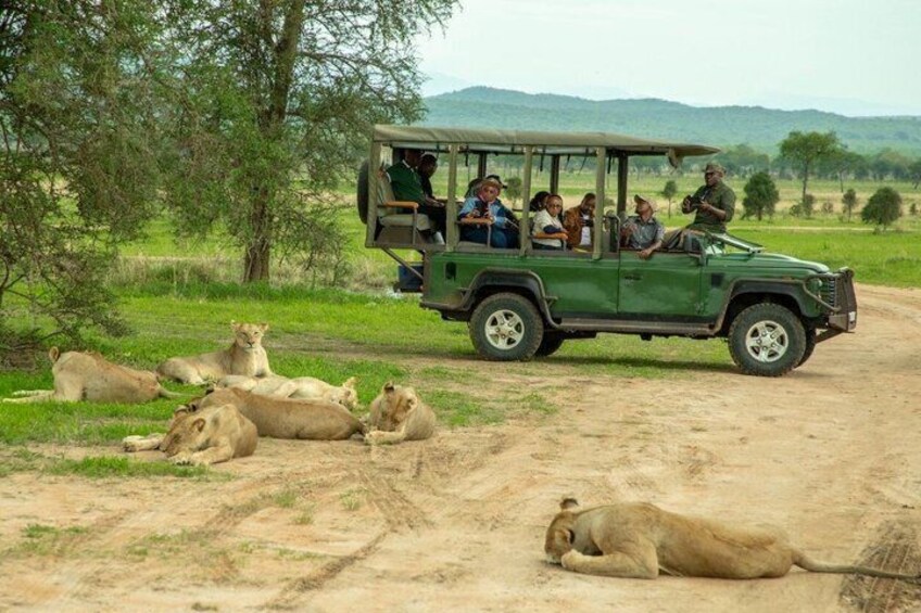 A safari vehicle with passengers observing lions resting on a dirt road. 1