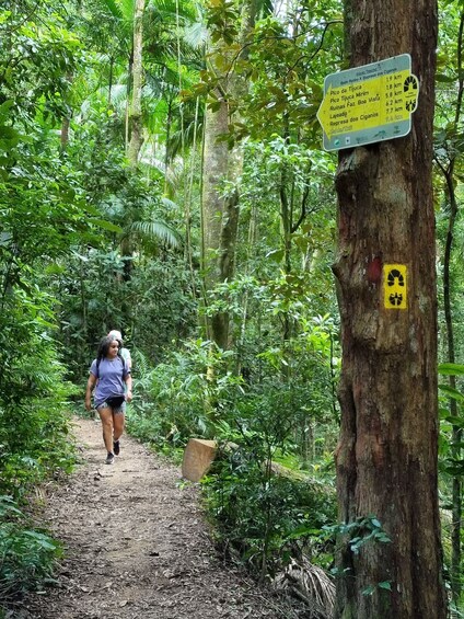 Picture 7 for Activity Rio: Tijuca Forest’s Highest Peak & Jungle Waterfall Shower 4