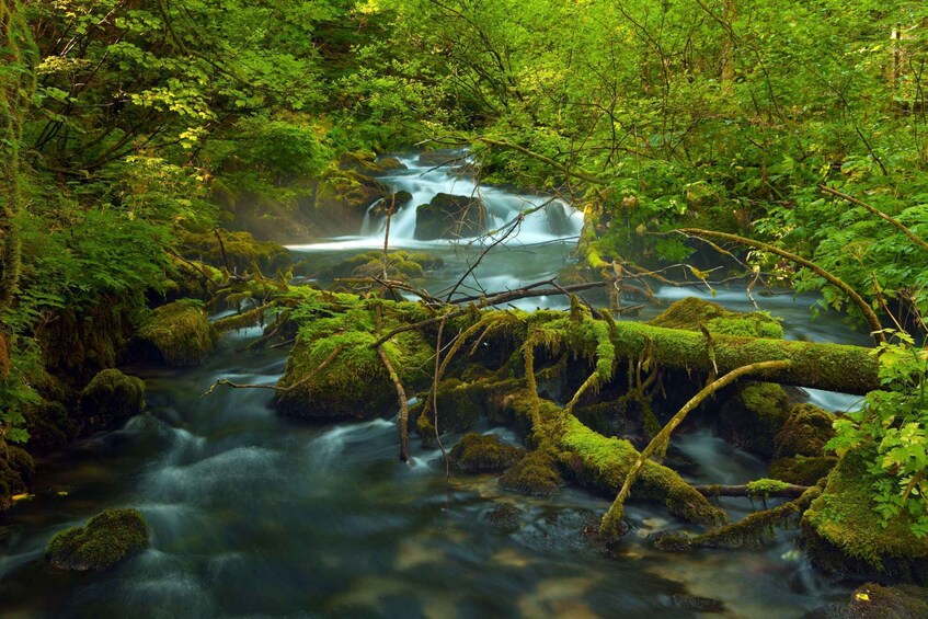 Picture 3 for Activity Plitvice Lakes Admission Ticket with Guided Walking Tour 2