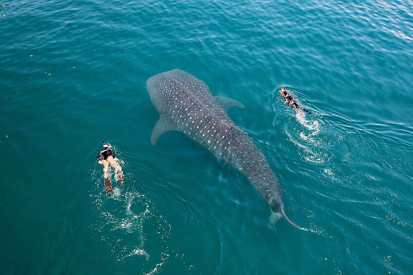Picture 16 for Activity Swim with Whale Sharks: Multi-Day Dhangethi Adventure 3