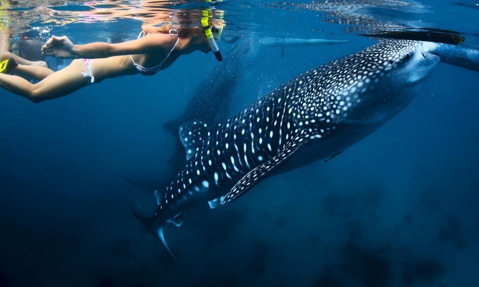 Male: Swim with Whale Sharks: Multi-Day Dhangethi Adventure 1
