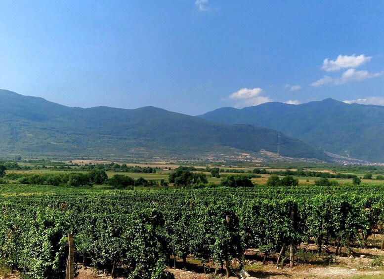 From Plovdiv: Wine Escape to the Rhodope Foothills 1