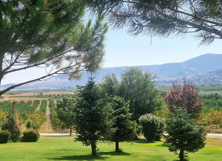 Picture 13 for Activity From Plovdiv: Wine Escape to the Rhodope Foothills 3