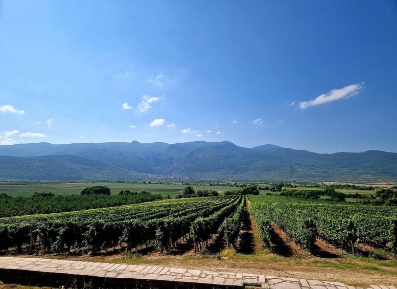 Picture 11 for Activity From Plovdiv: Wine Escape to the Rhodope Foothills 4