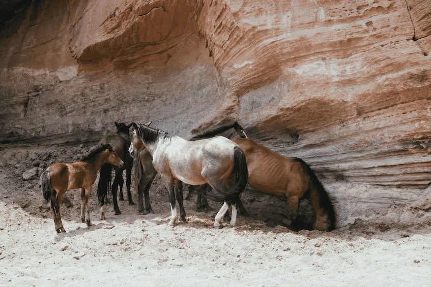 Picture 2 for Activity Chinle: Canyon de Chelly Guided Tour with Open-Air Truck 2