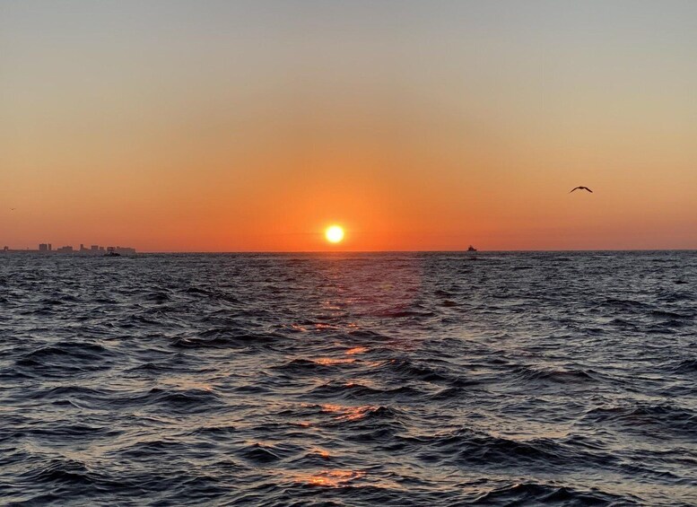 Picture 16 for Activity Destin/Ft. Walton: Crab Island & Dolphin Cruise - In Water! 3
