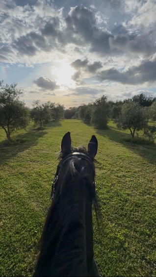 Picture 3 for Activity Chianti: Horseback Riding Tour 2