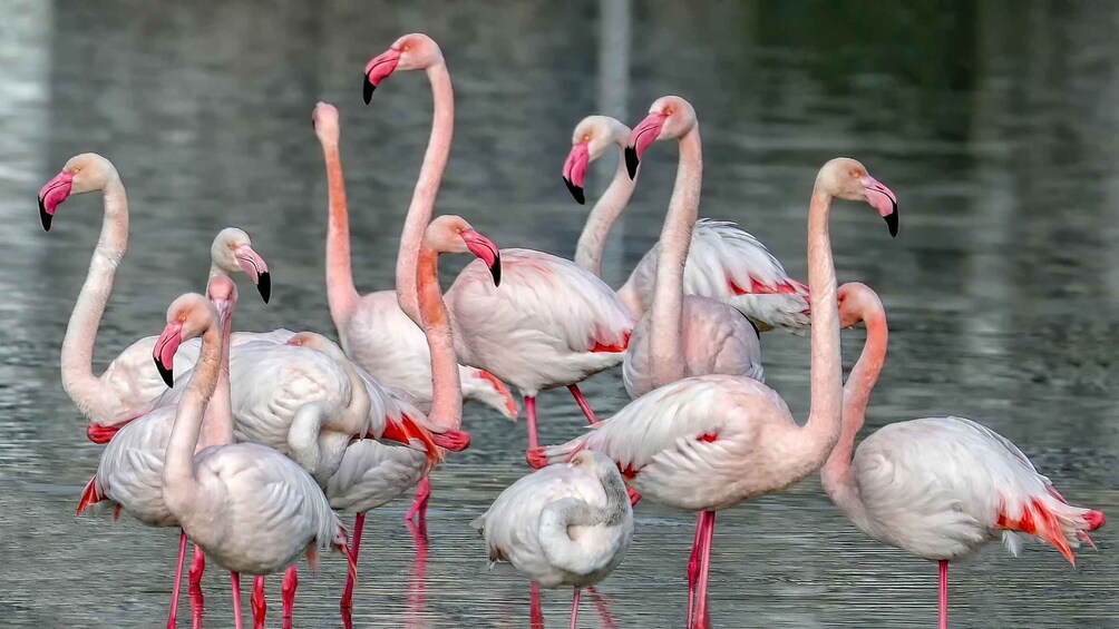Picture 3 for Activity E-bike Combo: Cagliari Old Town and Flamingos 3