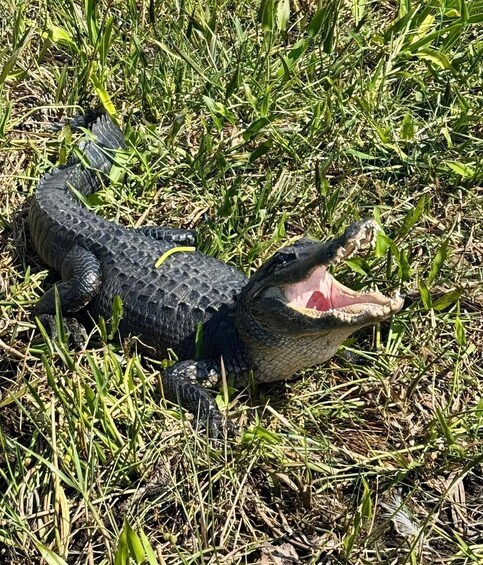 Picture 1 for Activity Everglades: Semi-Private or Private Airboat Tour 3