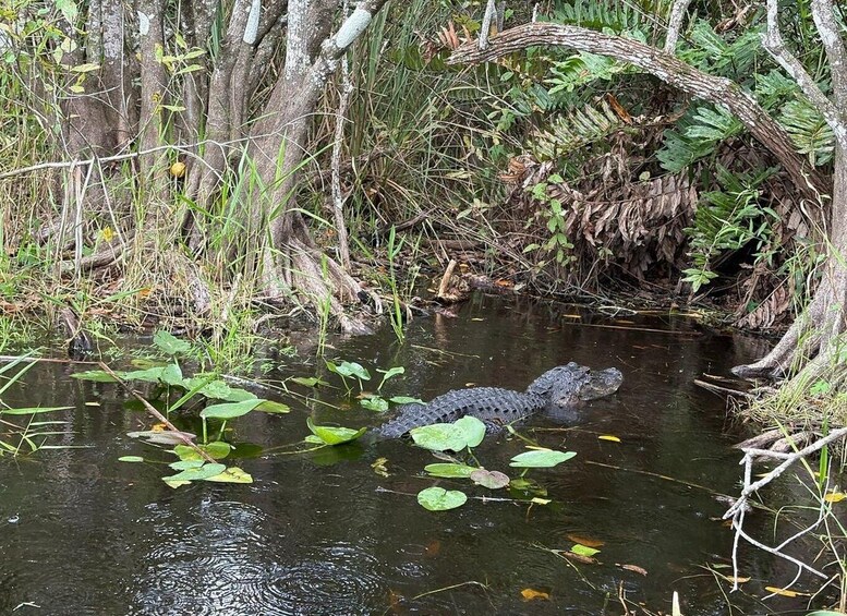 Picture 8 for Activity Everglades: Semi-Private or Private Airboat Tour 2