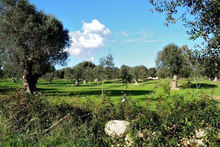 Picture 5 for Activity From Lecce: two coast e-bike tour via Santa Maria di Leuca 5