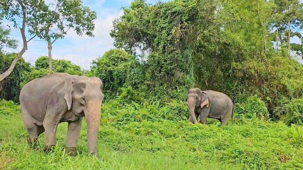 Two elephants in a lush green forest. 4