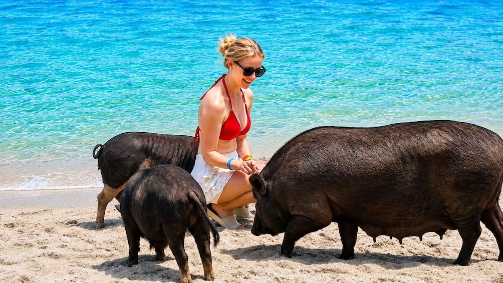 A person interacting with two pigs on a sandy beach with clear blue water in the background. 1