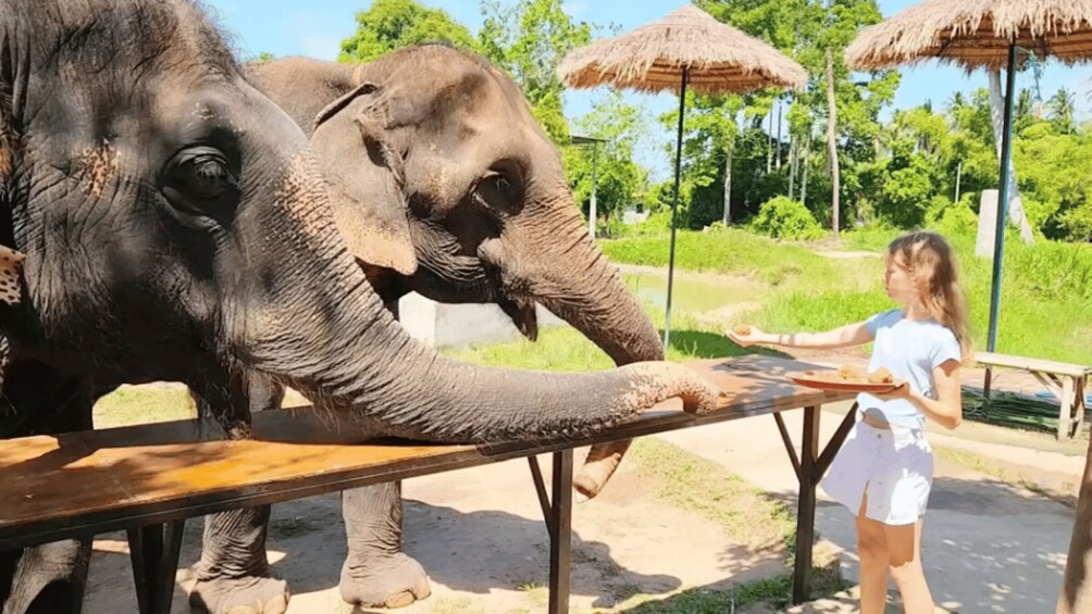 An elephant interacting with a person at a wooden table in a natural setting with trees and thatched umbrellas. 2