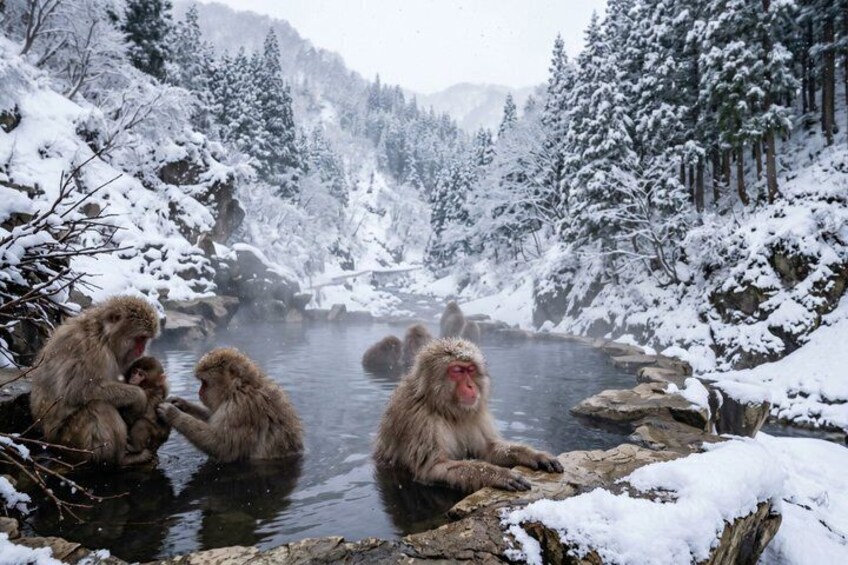 Tokyo Nagano Snow Monkeys and Onsen Full Day Private Tour 4