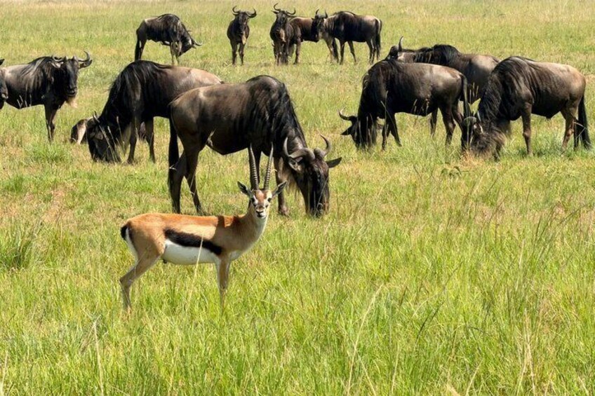 A herd of wildebeests grazing in a grassy field. 1