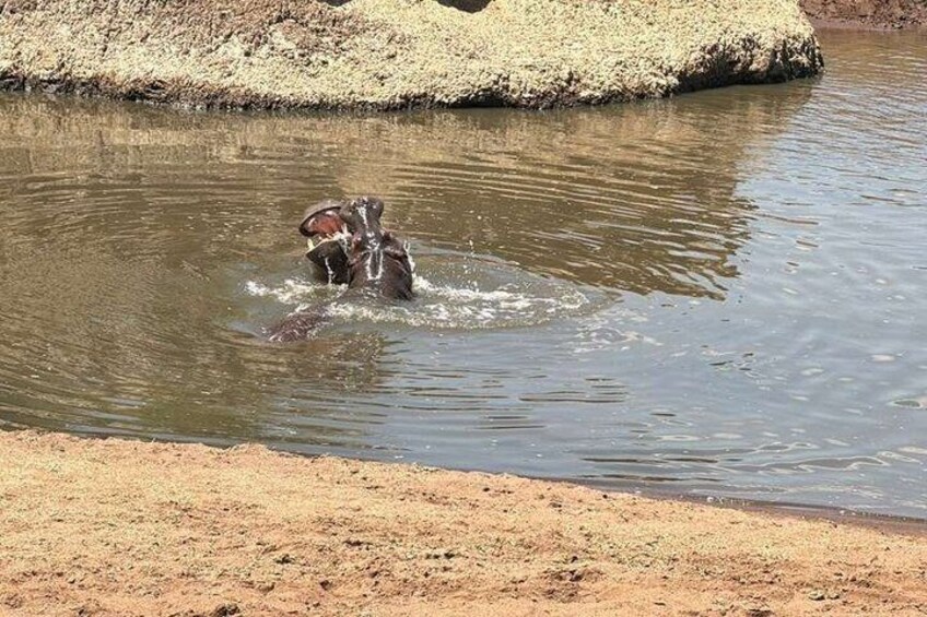 A dog playing in a shallow water body with a sandy shore in the background. 5