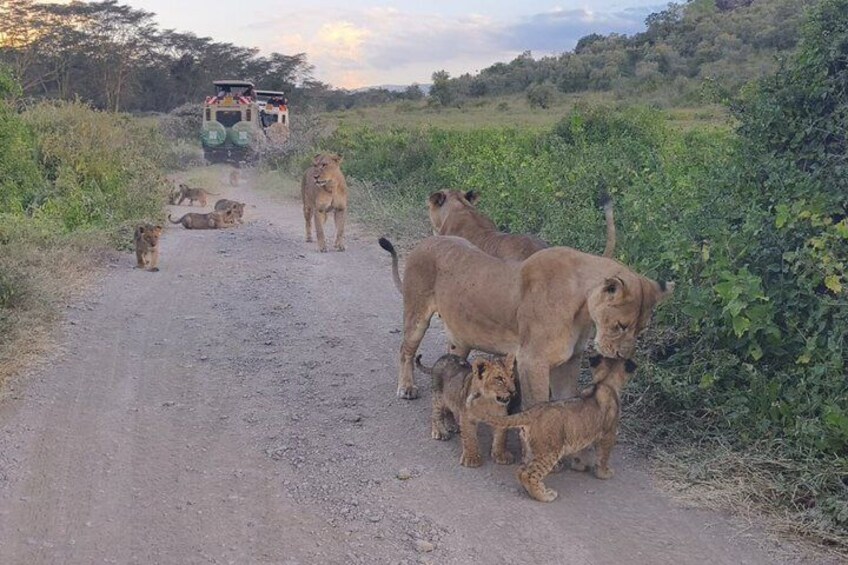 A dirt road with lions and a vehicle in the distance. 4