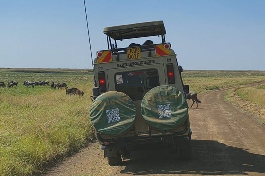 A safari vehicle with a QR code on the back, driving on a dirt road with a herd of wildebeests in the background. 3