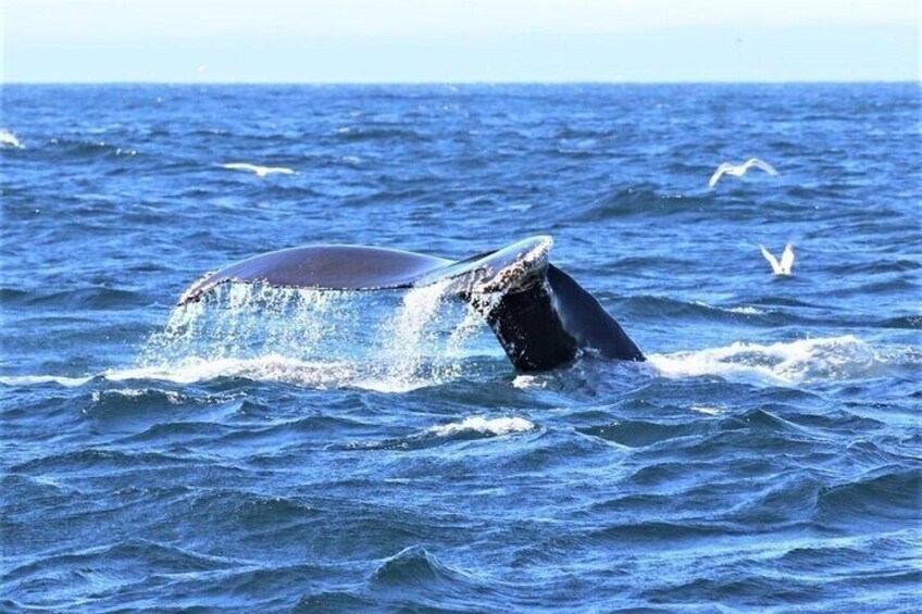 Arctic Fishing Tour 3