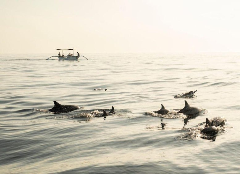 Dolphins swimming near a boat in calm waters. 3
