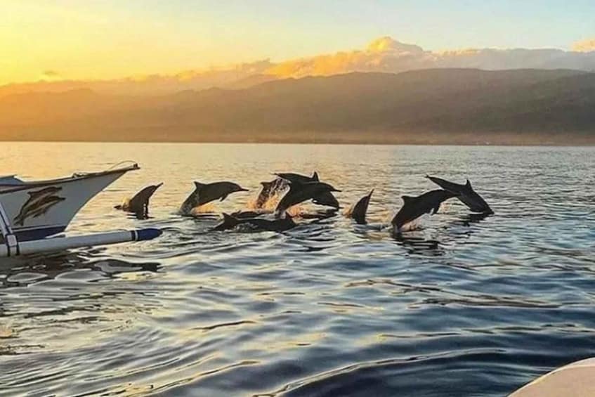 A boat on calm water with dolphins jumping out of the water. 5