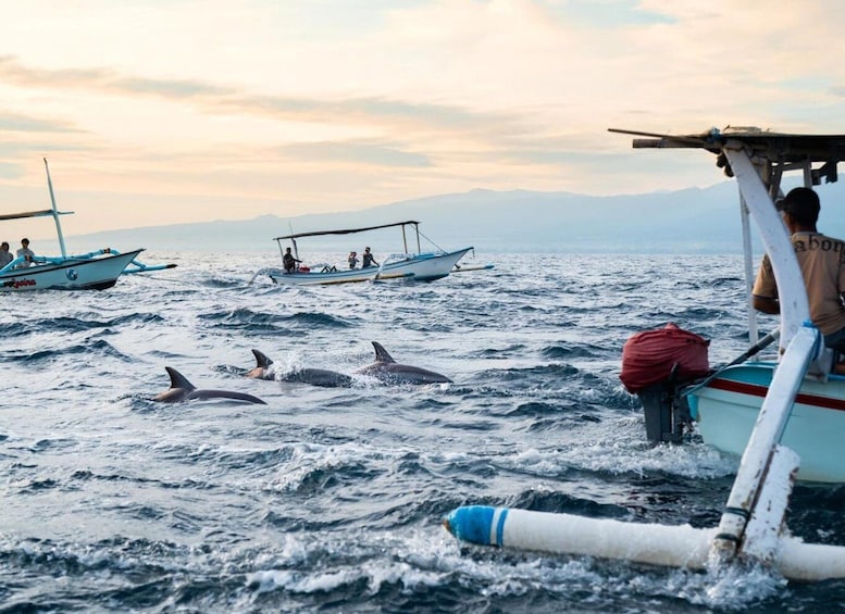 A boat with people on the water, dolphins swimming nearby, and a distant shoreline. 1