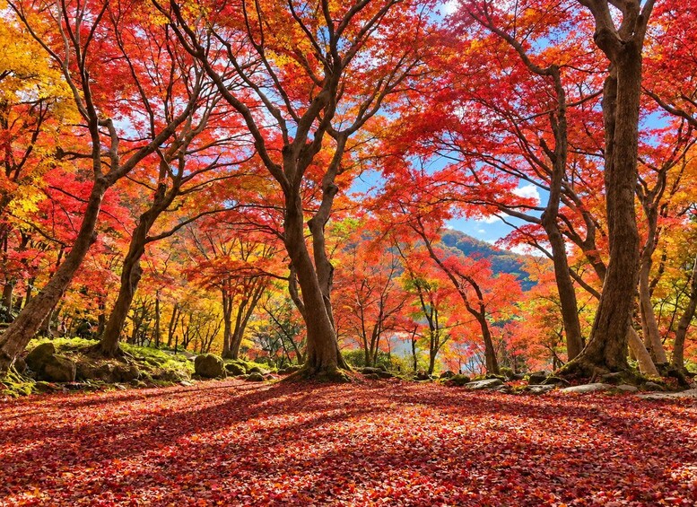 Picture 2 for Activity Tokyo: Mount Fuji Day Trip & Sumo Experience (Small Group) 3