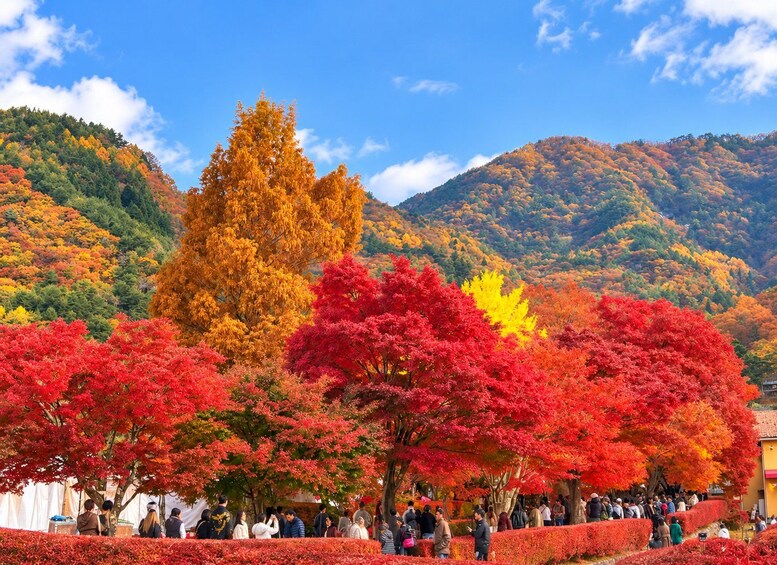 Picture 18 for Activity Tokyo: Mount Fuji Day Trip & Sumo Experience (Small Group) 2