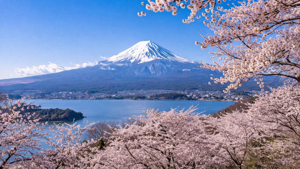 Picture 12 for Activity Tokyo: Mount Fuji Day Trip & Sumo Experience (Small Group) 4
