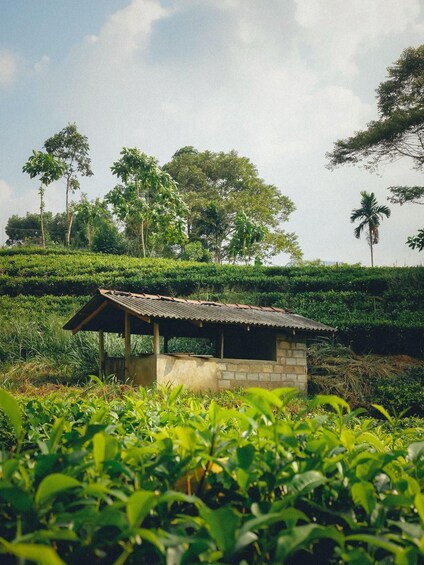 A small stone structure in a lush green field with trees in the background. 3