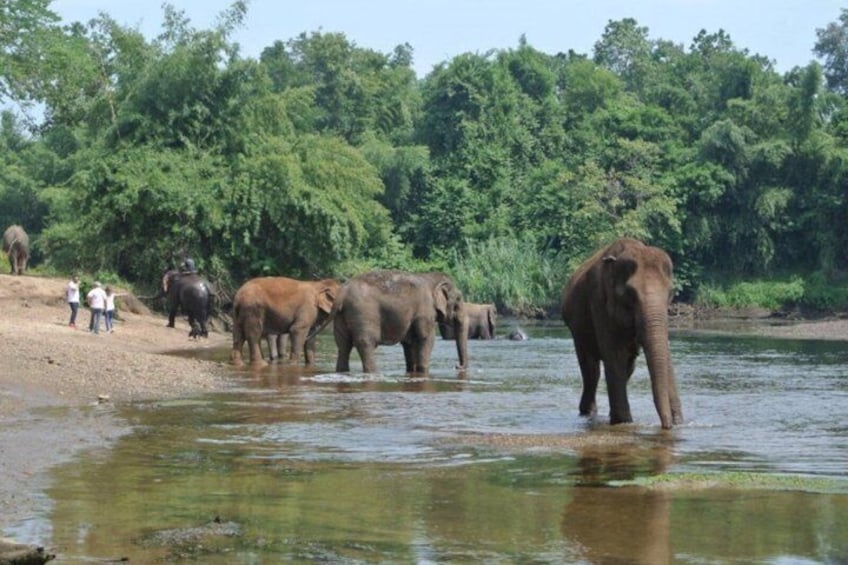 From Bangkok Elephant Care Experience and River Kwai Day Trip 2