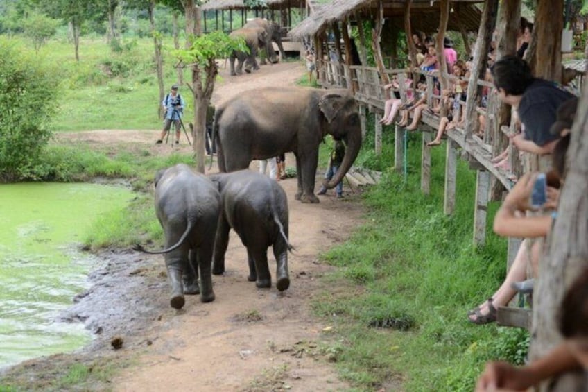 From Bangkok Elephant Care Experience and River Kwai Day Trip 1