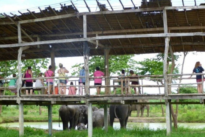 From Bangkok Elephant Care Experience and River Kwai Day Trip 5