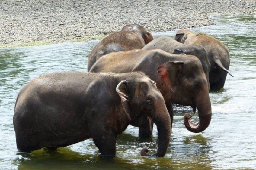 From Bangkok Elephant Care Experience and River Kwai Day Trip 4