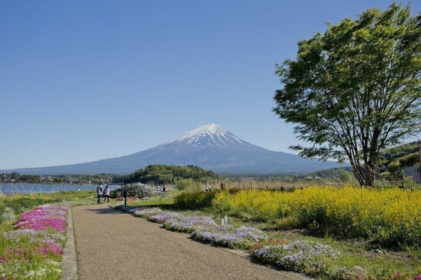 Mt. Fuji Tour Kachikachi Ropeway, Oshino Hakkai and Oishi Park 2