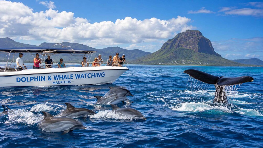 Picture 3 for Activity Mauritius: Land and Sea Excursions with Transfers 2