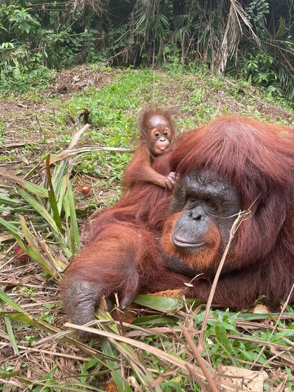 Penang: Orangutan Sanctuary and George Town Private Tour 1