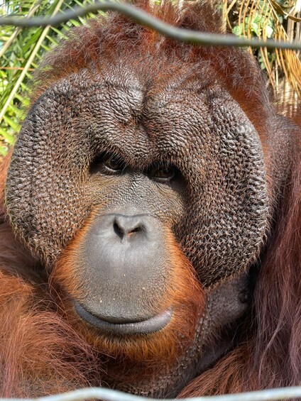 Picture 2 for Activity Penang: Orangutan Sanctuary and George Town Private Tour 4