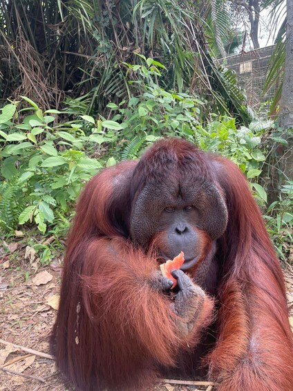 Picture 1 for Activity Penang: Orangutan Sanctuary and George Town Private Tour 3